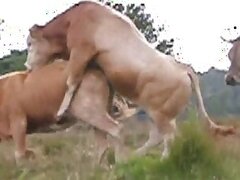 Horse animal sex