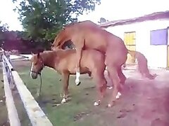 Horse sex zoo