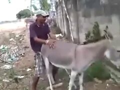 Zoo Porn Clips and Animal Sex