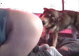 Big-assed babes are always in demand in zoo XXX