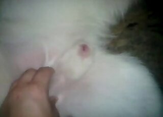 Skilled white pup is appreciating zoophilic XXX