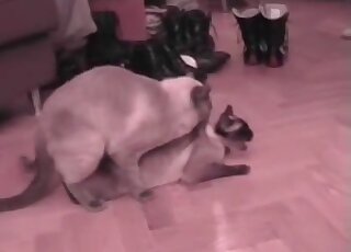 Insane sex scene to make you cum hardcore