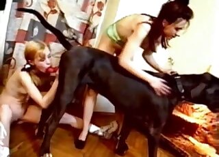 Pigtailed cutie likes nasty bestiality XXX