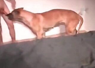 Owner analyzed his own dog from behind