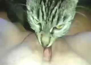 Sensational bitch lets this cat eat her out too