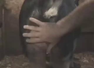 Guy with a tight ass fucks a boar big time