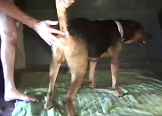 Fucking my doggy's tight anal hole from behind on cam