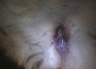 Just me stimulating a tight anal hole of a doggy