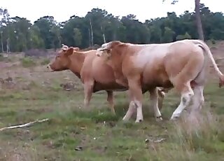 Bow fucks a nice cow in the doggy style pose