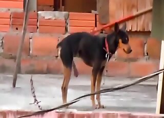 Cute doggies are enjoying good bestiality XXX