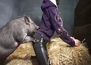 Sensual pig is enjoying hardcore amateur bestiality