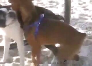 Outdoor fun video with several horny dogs